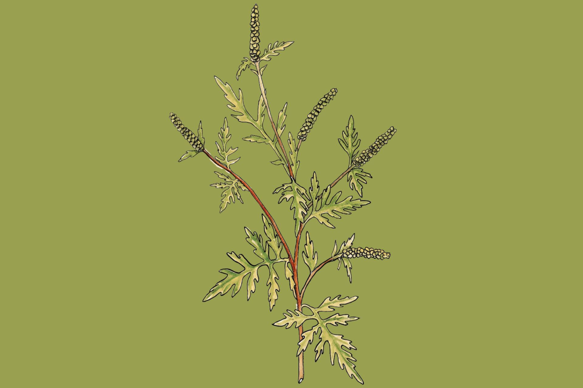 ambrosia allergeni molecolari ambrosia allergeni molecolari