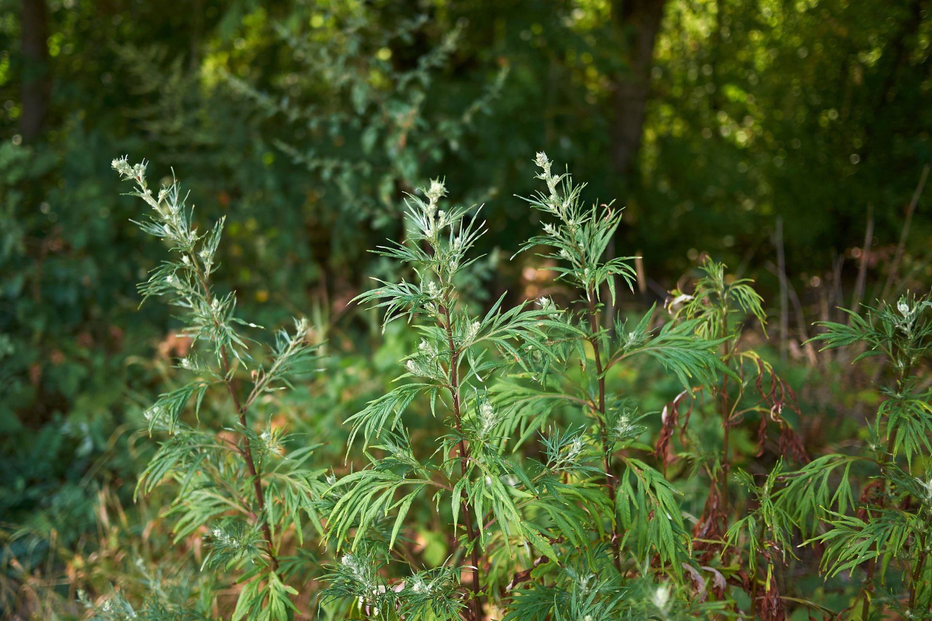 Artemisia 3