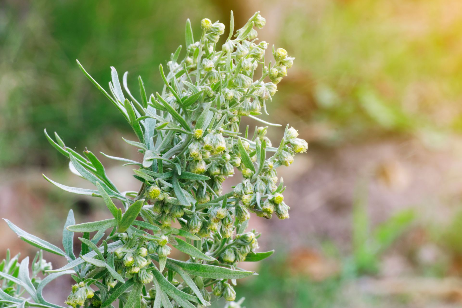 artemisia allergia