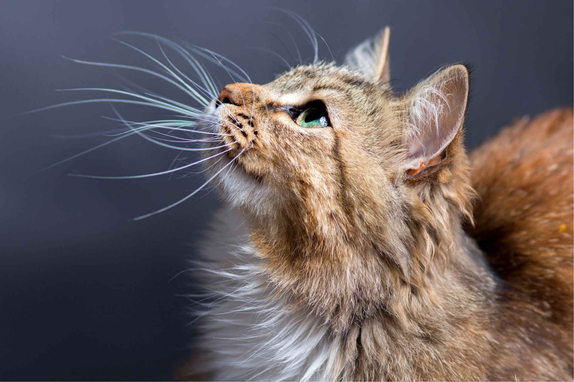 Gatto allergene Gatto allergene