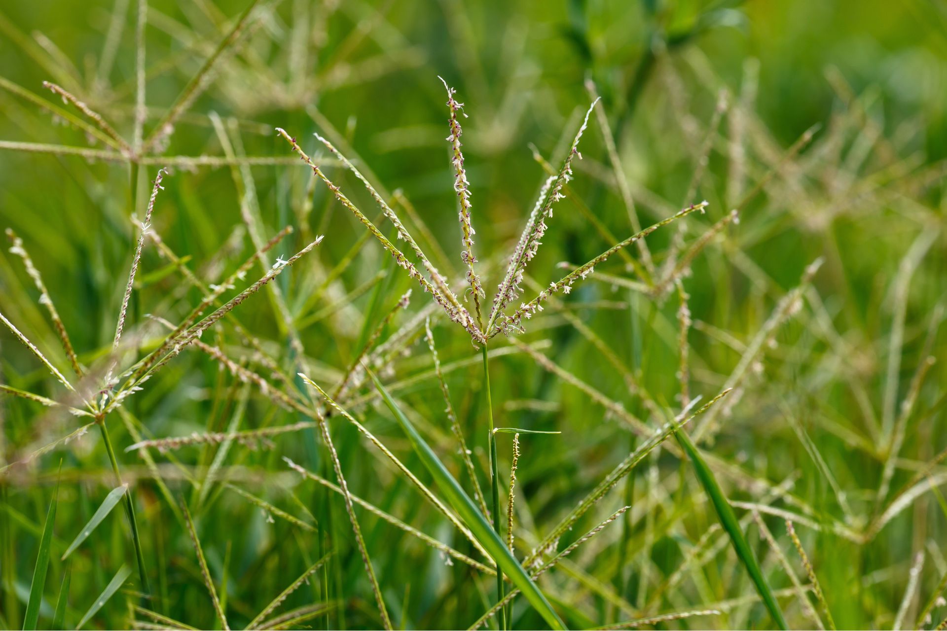 Graminacee 2 Graminacee 2