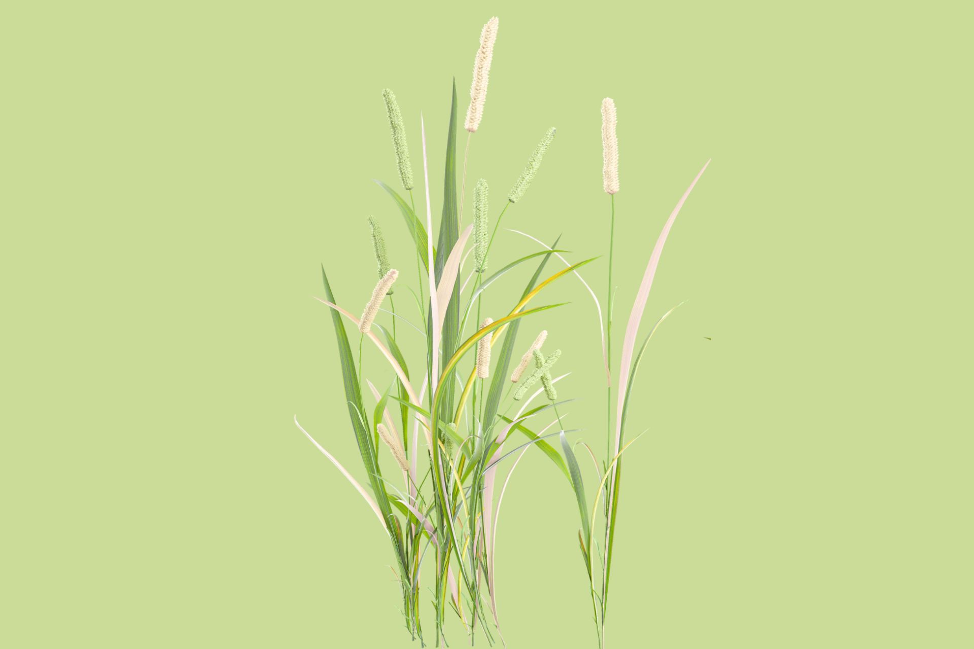 Graminacee allergeni Graminacee allergeni