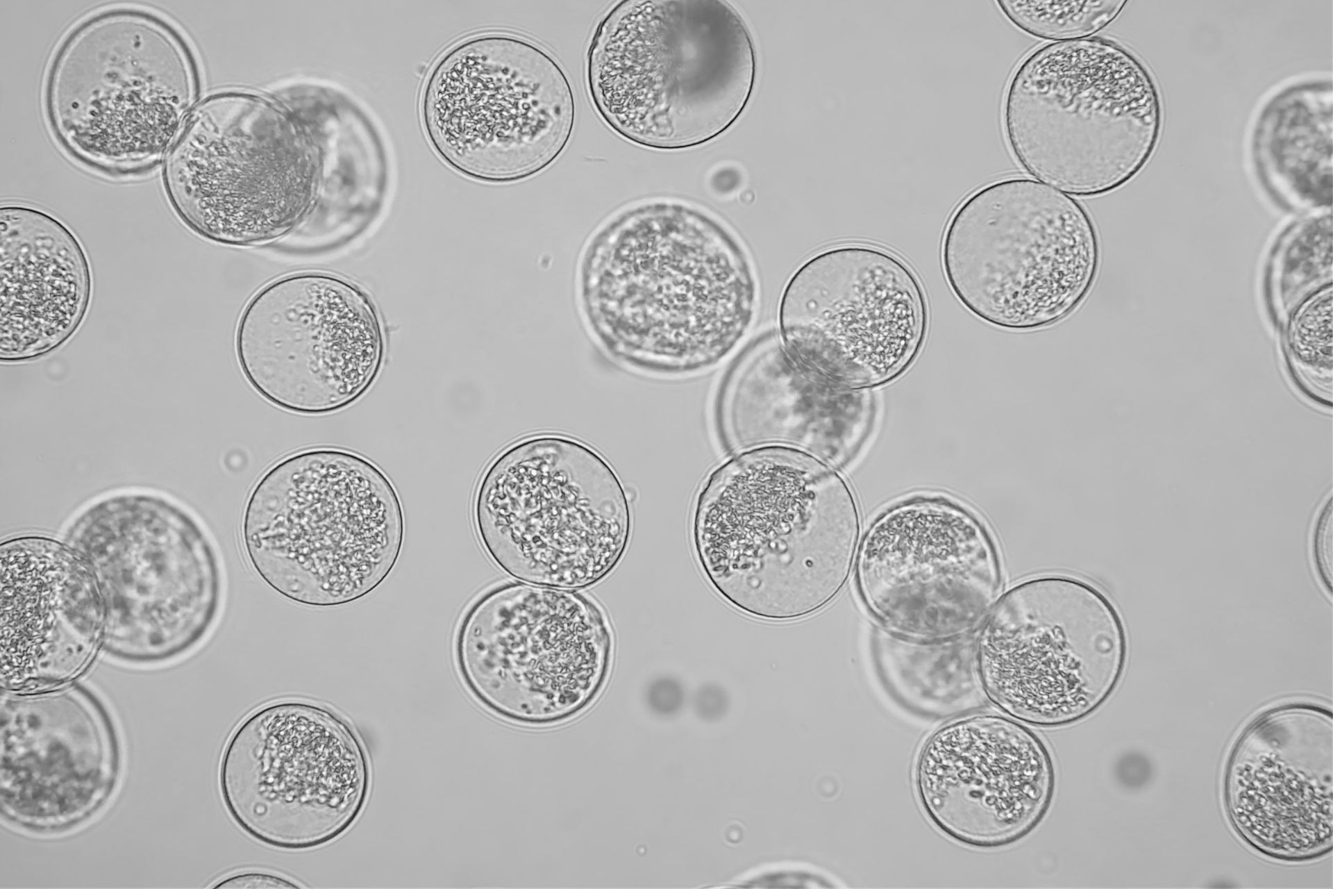 graminacee cynodon dactylon graminacee cynodon dactylon
