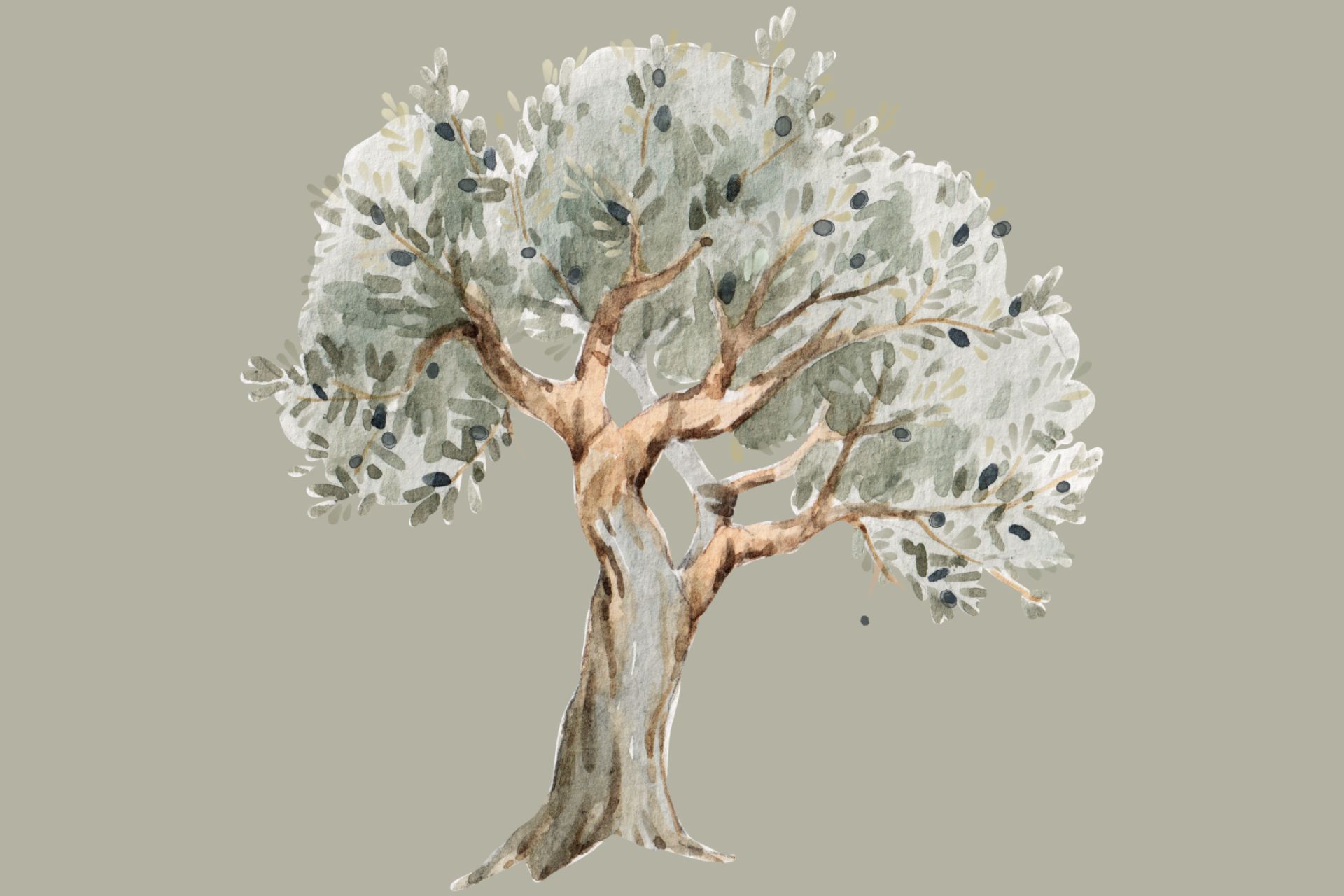 Olivo allergeni molecolari Olivo allergeni molecolari