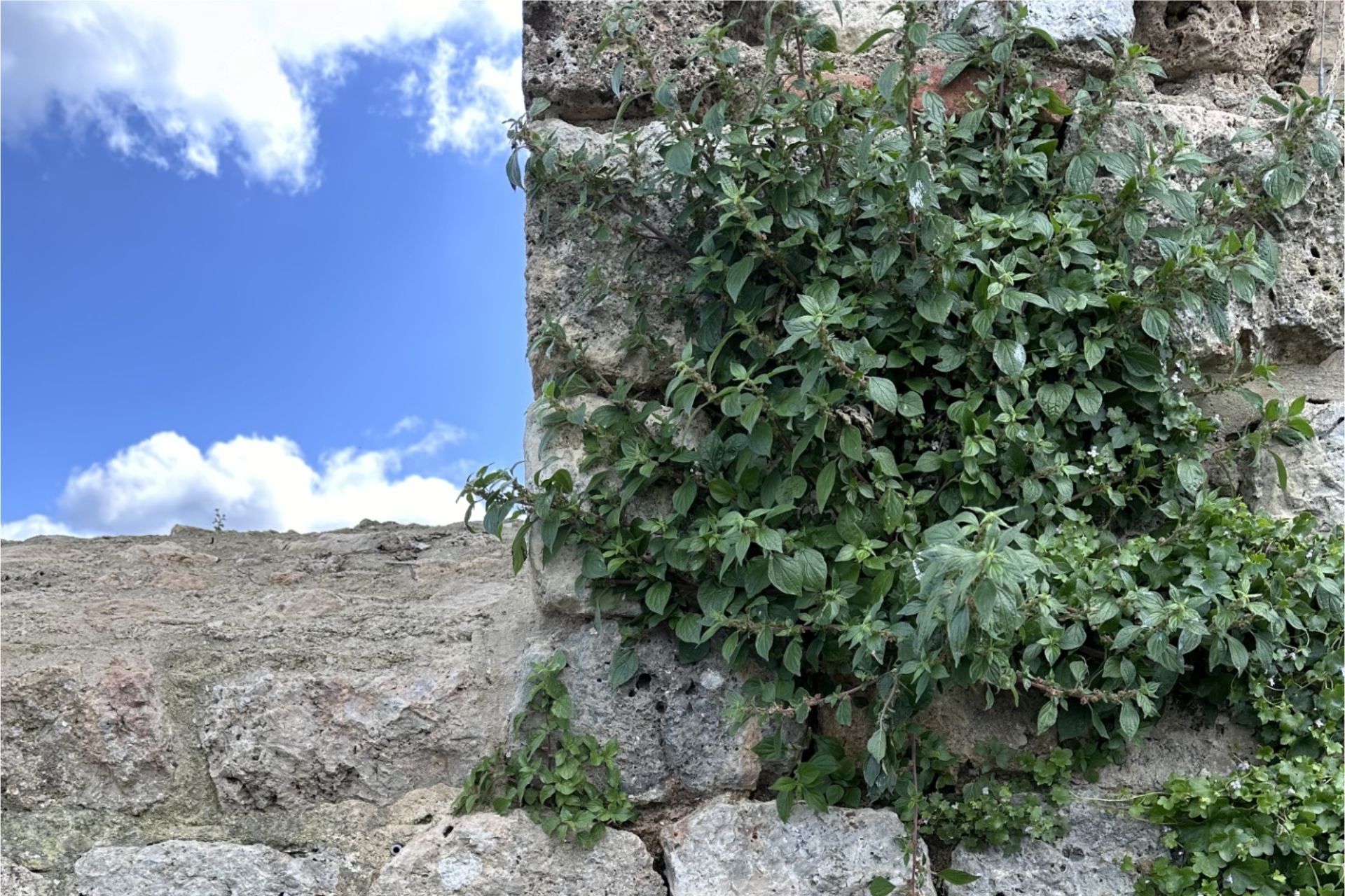 Parietaria 2 Parietaria 2