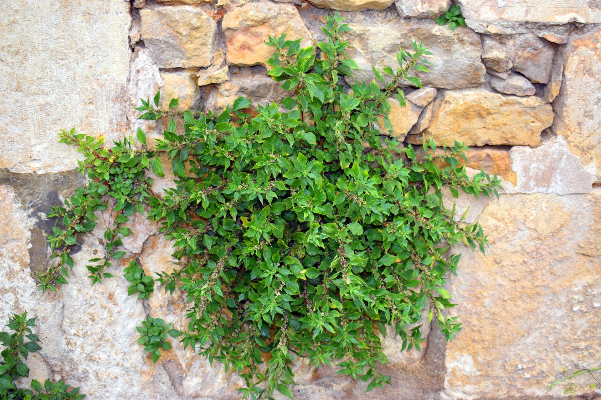 Parietaria 4 Parietaria 4