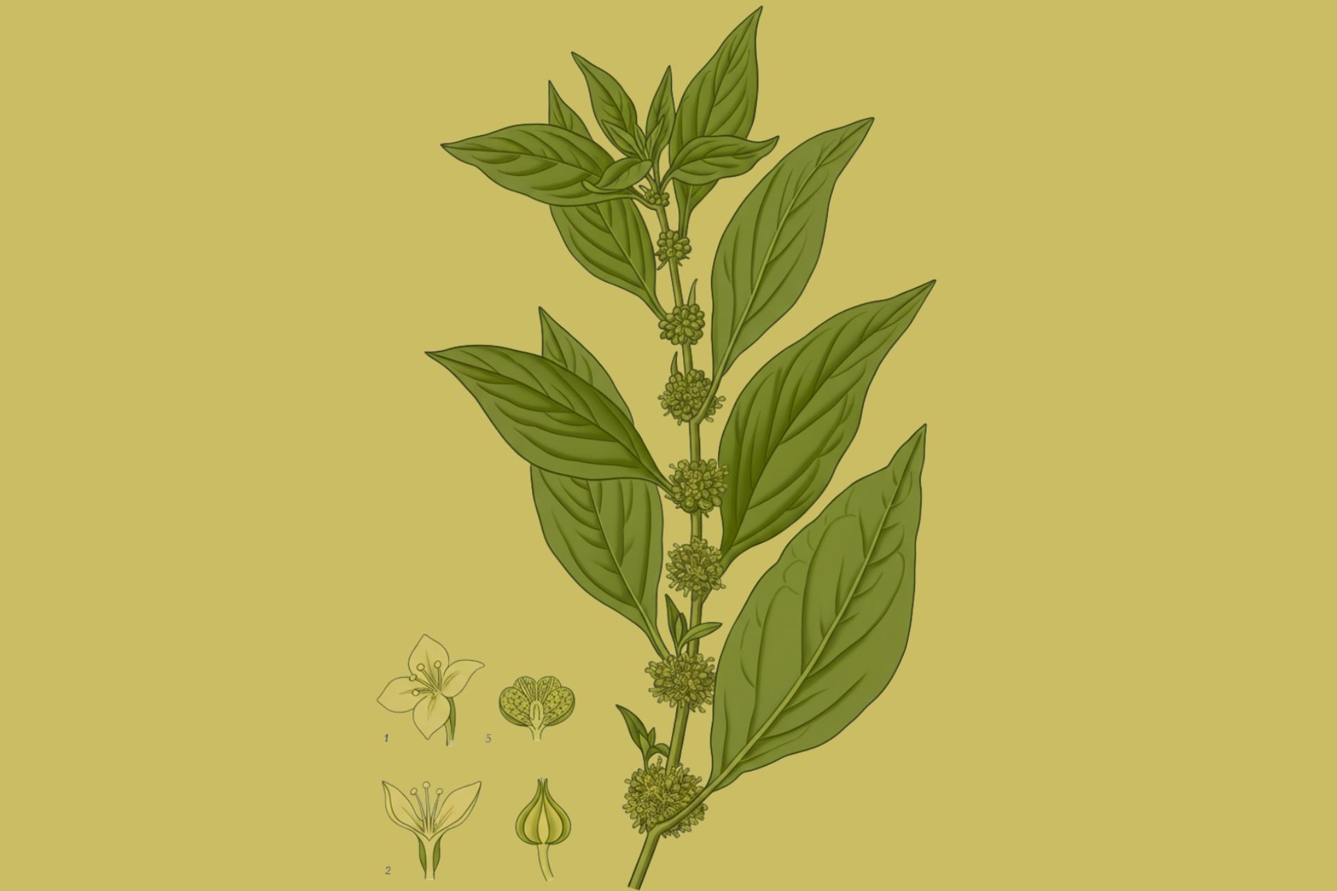 Parietaria allergeni molecolari Parietaria allergeni molecolari