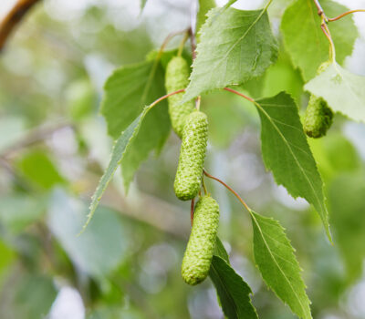 Allergia alle Betulacee Lofarma