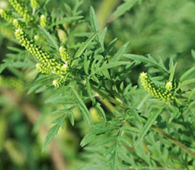 allergia ambrosia lofarma