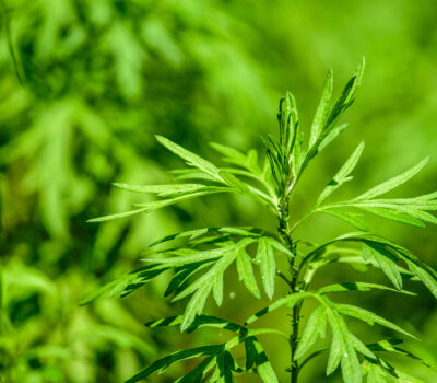 allergia artemisia Lofarma