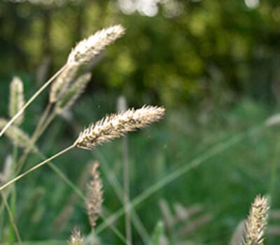 allergia graminacee lofarma