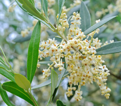 Allergia Olivo Lofarma