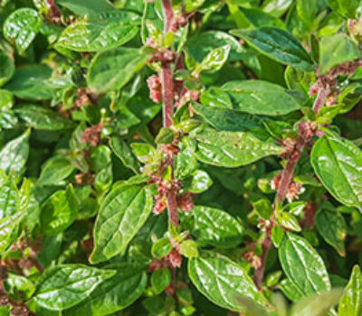 allergia parietaria lofarma